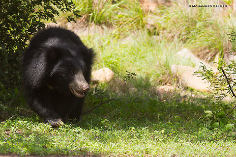 Sloth bear || Daroji || Aug 2016.
https://www.facebook.com/MohammedSalmanPics/ Melursus ursinus,Sloth bear