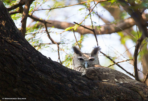 Dusky eagle owl || Bharatpur || Dec 2016.
https://www.facebook.com/MohammedSalmanPics/
 Bubo coromandus,Dusky eagle-owl