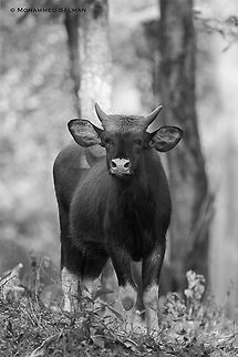 The gaur Lakkavalli, Bhadra || Feb 2017.
https://www.facebook.com/MohammedSalmanPics/ Bos gaurus,Gaur