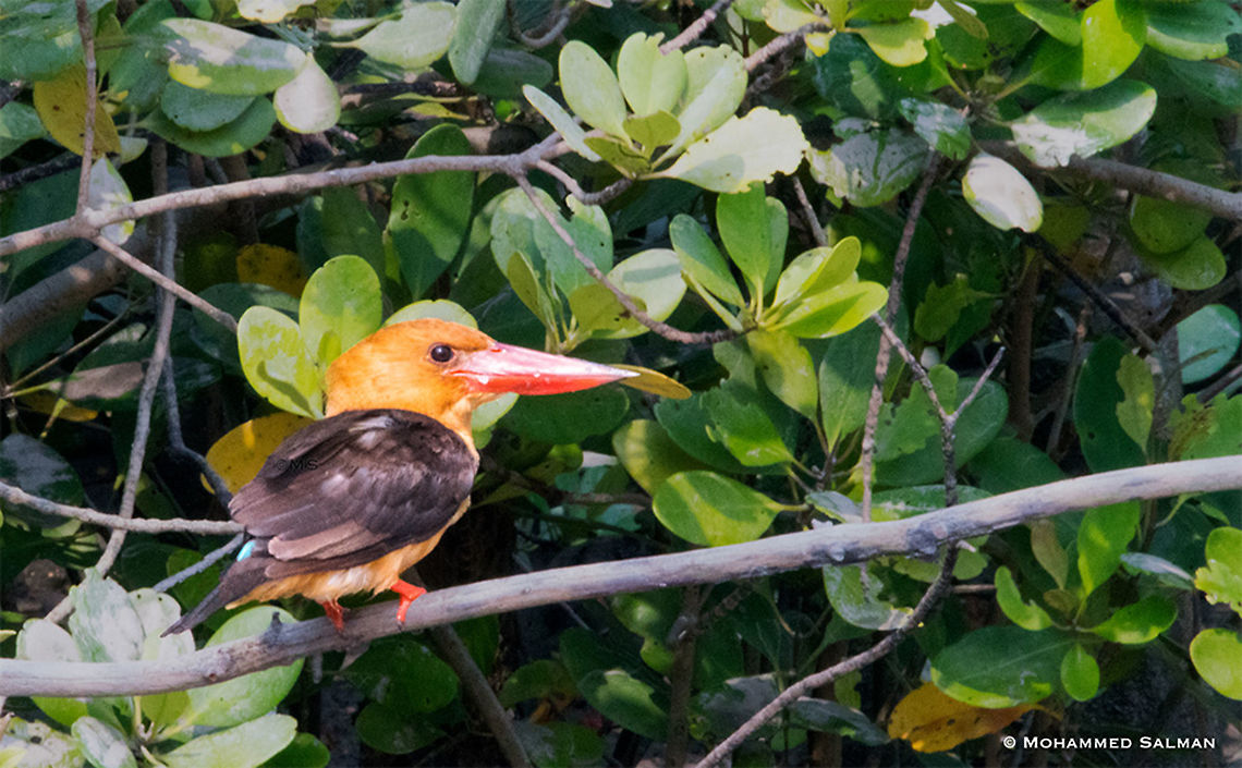 Brown winged kingfisher || Sundarbans || Oct 2017<br />
<a href="https://www.facebook.com/MohammedSalmanPics/" rel="nofollow">https://www.facebook.com/MohammedSalmanPics/</a><br />
 Bangladesh,Brown WInged Kingfisher,Fall,Geotagged,Pelargopsis amauroptera
