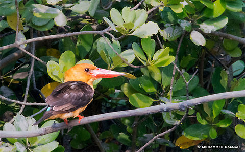Brown winged kingfisher || Sundarbans || Oct 2017
https://www.facebook.com/MohammedSalmanPics/
 Bangladesh,Brown WInged Kingfisher,Fall,Geotagged,Pelargopsis amauroptera