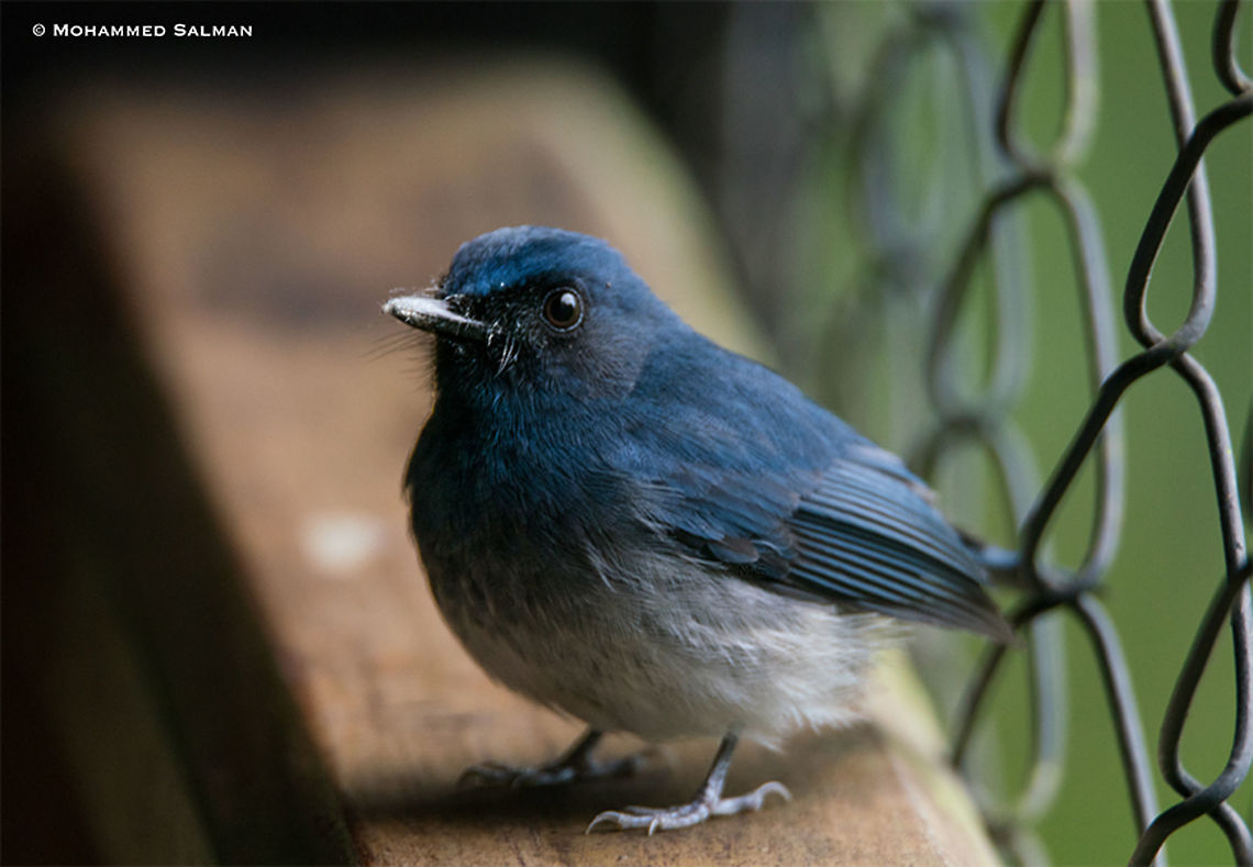 White-bellied blue flycatcher || Vythiri, Wayanad || Dec 2017<br />
<a href="https://www.facebook.com/MohammedSalmanPics/" rel="nofollow">https://www.facebook.com/MohammedSalmanPics/</a><br />
 Cyornis pallipes,White-bellied blue flycatcher