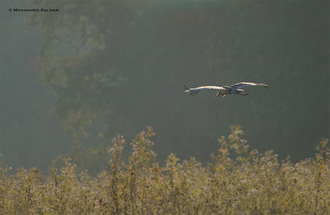 lesser adjutant stork || Bhadra || Dec 2017<br />
<a href="https://www.facebook.com/MohammedSalmanPics/" rel="nofollow">https://www.facebook.com/MohammedSalmanPics/</a> Leptoptilos javanicus,Lesser Adjutant