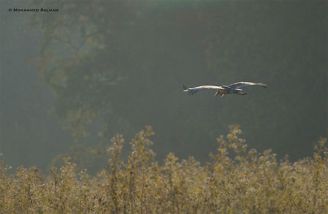 lesser adjutant stork || Bhadra || Dec 2017
https://www.facebook.com/MohammedSalmanPics/ Leptoptilos javanicus,Lesser Adjutant