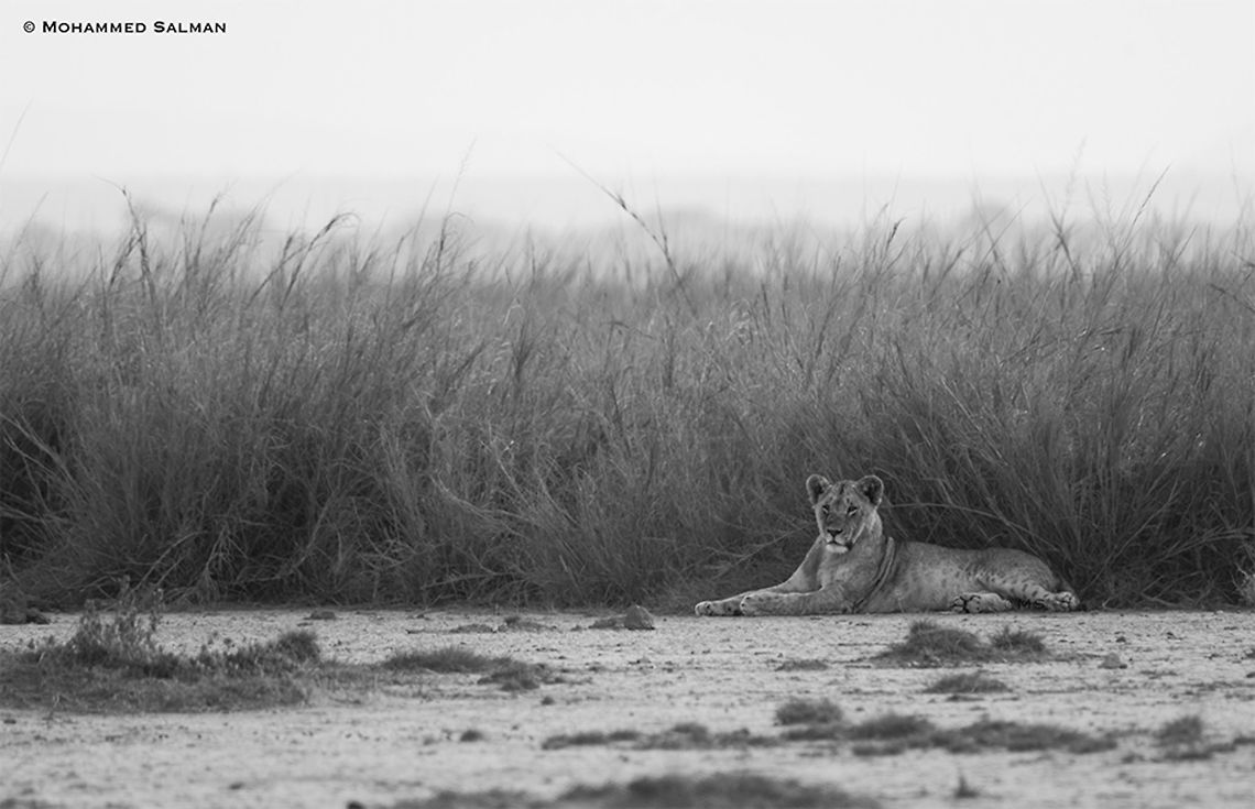 Lioness in black and white || Amboseli || Aug 2017<br />
<a href="https://www.facebook.com/MohammedSalmanPics/" rel="nofollow">https://www.facebook.com/MohammedSalmanPics/</a> Lion,Panthera leo