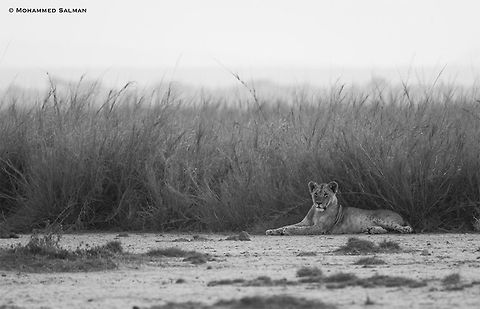 Lioness in black and white || Amboseli || Aug 2017
https://www.facebook.com/MohammedSalmanPics/ Lion,Panthera leo