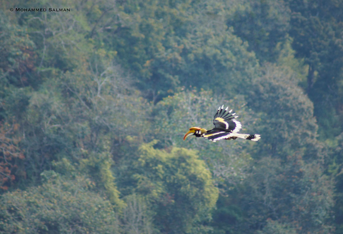 Habitat of the Great Indian Hornbill || Dandeli || Feb 2014<br />
<a href="https://www.facebook.com/MohammedSalmanPics/" rel="nofollow">https://www.facebook.com/MohammedSalmanPics/</a> Buceros bicornis,Geotagged,Great hornbill,India,Winter