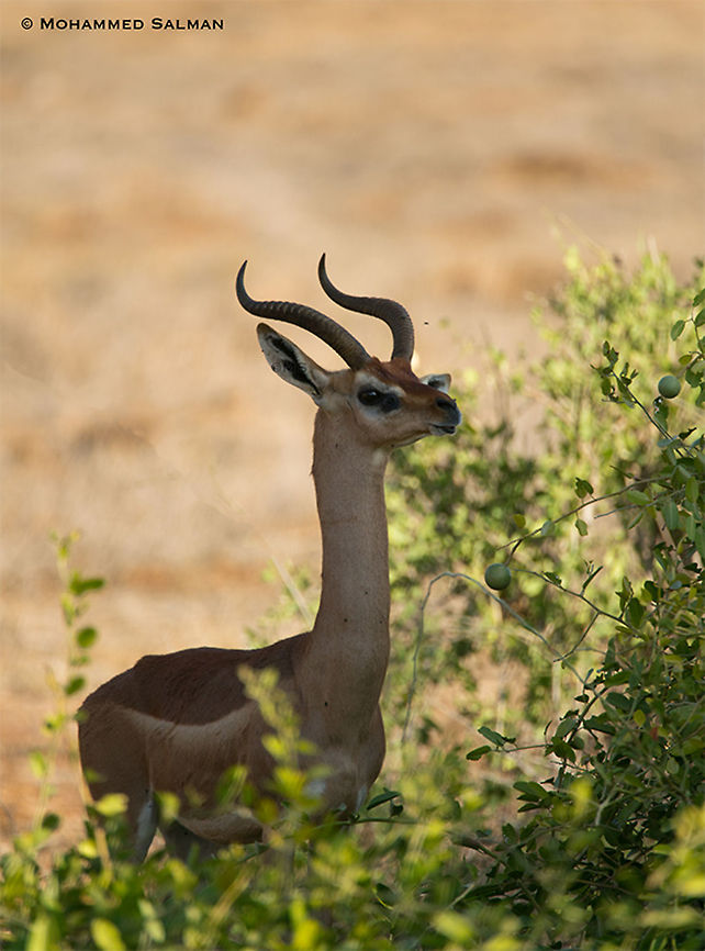 Giraffe gazelle || Tsavo East || Aug 2017<br />
<a href="https://www.facebook.com/MohammedSalmanPics/" rel="nofollow">https://www.facebook.com/MohammedSalmanPics/</a> Gerenuk,Litocranius walleri