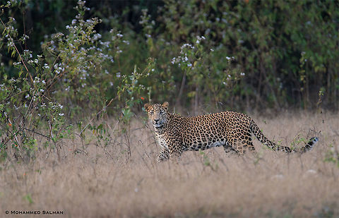 Leopard || Bhadra || Jan 2018
https://www.facebook.com/MohammedSalmanPics/
 Indian leopard,Panthera pardus fusca