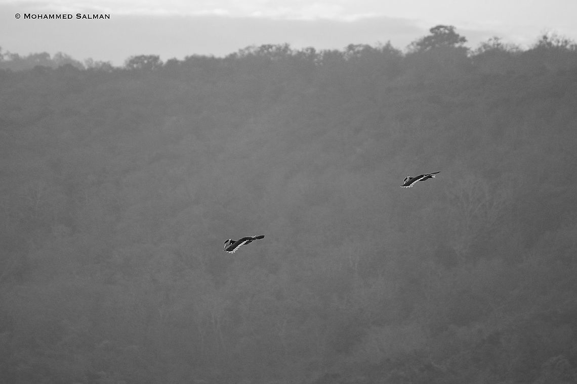 Airborne, Malabar pied hornbills || Dandeli || Feb 2014 Anthracoceros coronatus,Geotagged,India,Malabar pied hornbill,Winter
