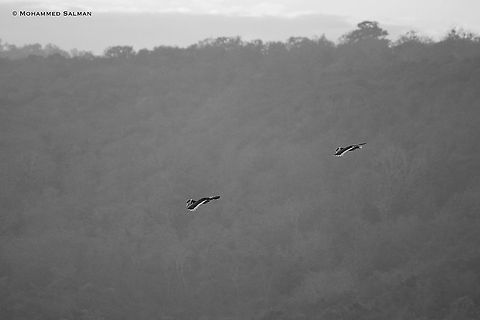 Airborne, Malabar pied hornbills || Dandeli || Feb 2014 Anthracoceros coronatus,Geotagged,India,Malabar pied hornbill,Winter