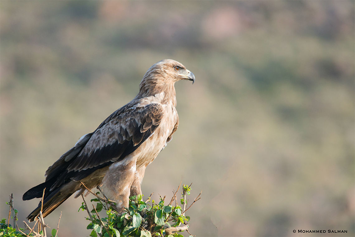 Tawny Eagle || Maasai Mara || Aug 2017<br />
<a href="https://www.facebook.com/MohammedSalmanPics/" rel="nofollow">https://www.facebook.com/MohammedSalmanPics/</a> Aquila rapax,Tawny Eagle