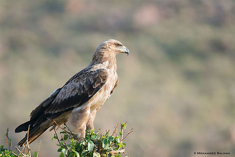 Tawny Eagle || Maasai Mara || Aug 2017
https://www.facebook.com/MohammedSalmanPics/ Aquila rapax,Tawny Eagle