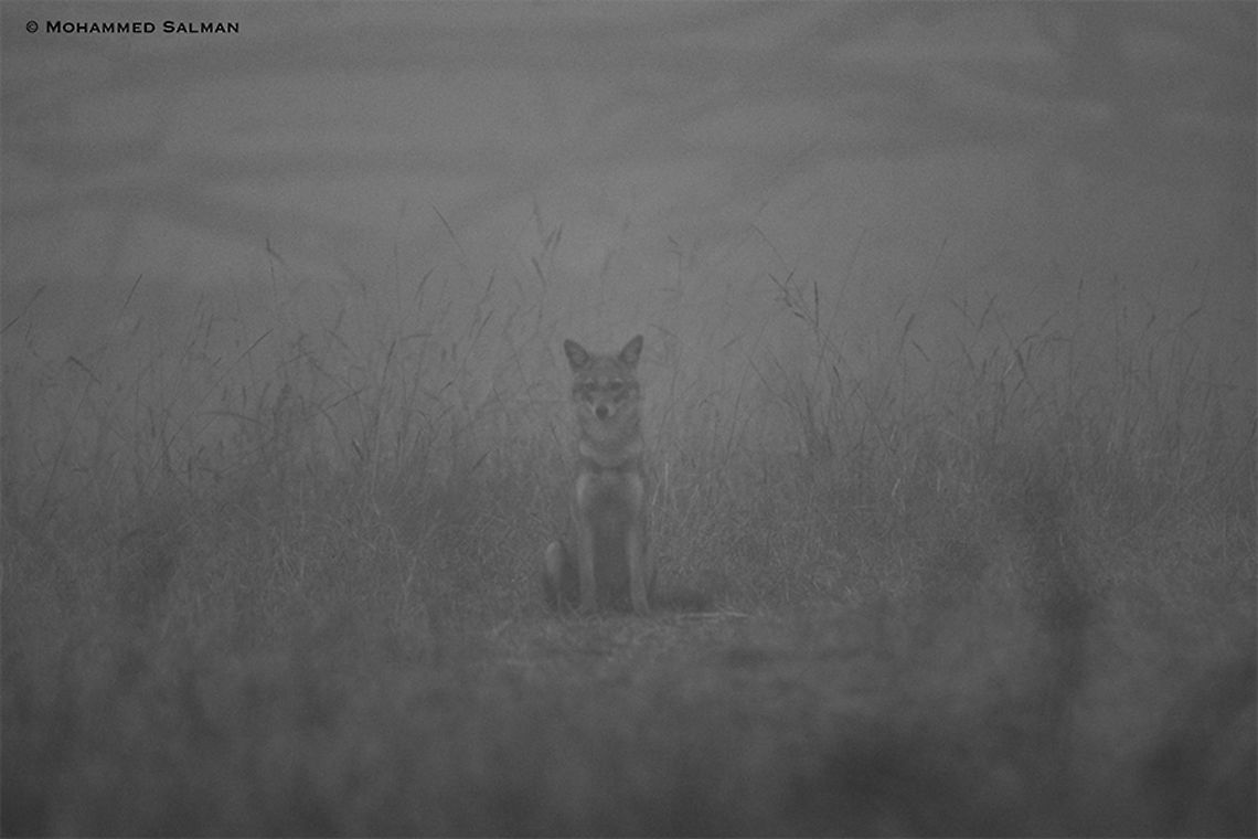 Jack in the fog || Jackal, Bhadra || Feb 2017.<br />
<a href="https://www.facebook.com/MohammedSalmanPics/" rel="nofollow">https://www.facebook.com/MohammedSalmanPics/</a> Canis aureus indicus,Indian jackal