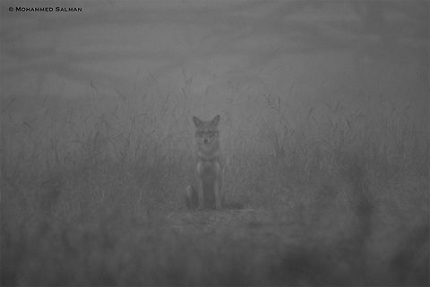 Jack in the fog || Jackal, Bhadra || Feb 2017.
https://www.facebook.com/MohammedSalmanPics/ Canis aureus indicus,Indian jackal