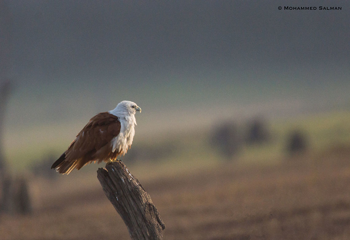 Brahminy kite || Bhadra || Nov 2016<br />
<a href="https://www.facebook.com/MohammedSalmanPics/" rel="nofollow">https://www.facebook.com/MohammedSalmanPics/</a> Brahminy kite,Fall,Geotagged,Haliastur indus,India