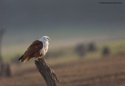 Brahminy kite || Bhadra || Nov 2016
https://www.facebook.com/MohammedSalmanPics/ Brahminy kite,Fall,Geotagged,Haliastur indus,India