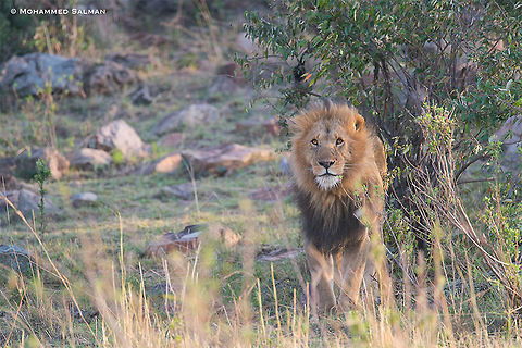Hunter || Maasai Mara || Aug 2017
https://www.facebook.com/MohammedSalmanPics/ Lion,Panthera leo