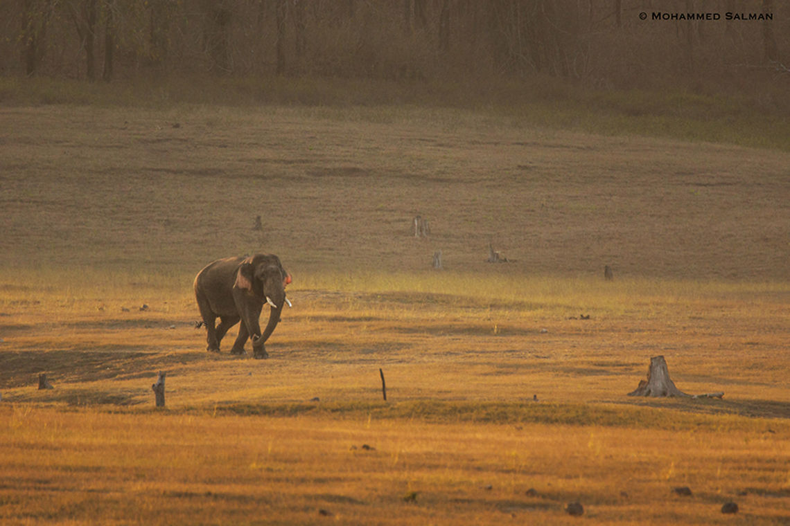 Tusker in golden light || Bhadra || Feb 2017<br />
<a href="https://www.facebook.com/MohammedSalmanPics/" rel="nofollow">https://www.facebook.com/MohammedSalmanPics/</a> Elephas maximus indicus,Indian Elephant