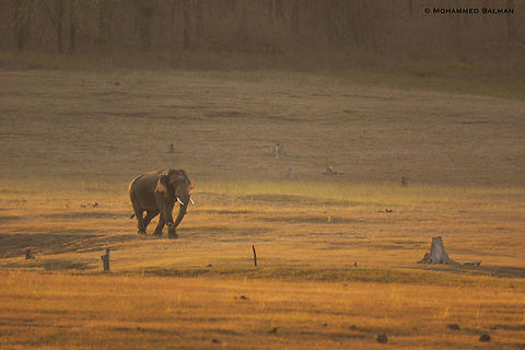 Tusker in golden light || Bhadra || Feb 2017
https://www.facebook.com/MohammedSalmanPics/ Elephas maximus indicus,Indian Elephant