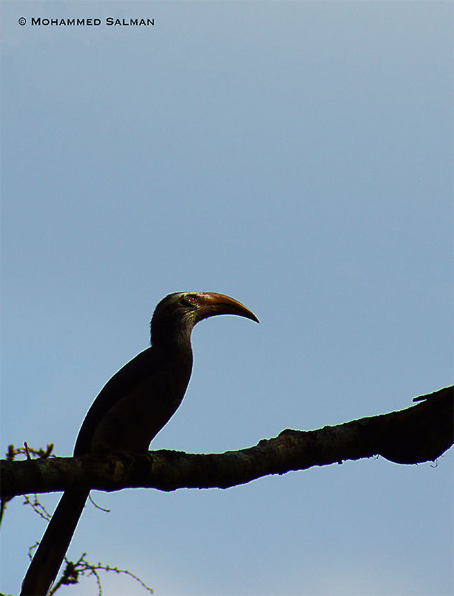 Malabar grey hornbill silhouette || Dandeli || Feb 2014<br />
<a href="https://www.facebook.com/MohammedSalmanPics/" rel="nofollow">https://www.facebook.com/MohammedSalmanPics/</a><br />
 Geotagged,India,Malabar Grey Hornbill,Ocyceros griseus,Winter