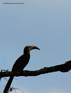 Malabar grey hornbill silhouette || Dandeli || Feb 2014
https://www.facebook.com/MohammedSalmanPics/
 Geotagged,India,Malabar Grey Hornbill,Ocyceros griseus,Winter