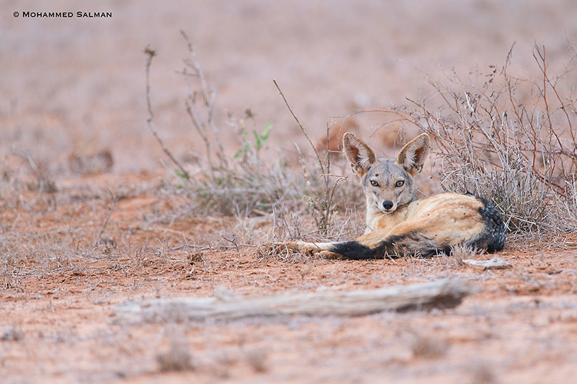 Black-backed jackal || Tsavo East || Aug 2017<br />
<a href="https://www.facebook.com/MohammedSalmanPics/" rel="nofollow">https://www.facebook.com/MohammedSalmanPics/</a><br />
 Black-backed jackal,Canis mesomelas