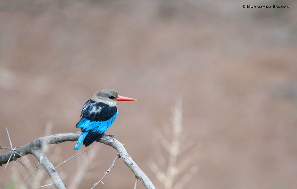 Grey-headed Kingfisher || Tsavo West || Aug 2017<br />
<a href="https://www.facebook.com/MohammedSalmanPics/" rel="nofollow">https://www.facebook.com/MohammedSalmanPics/</a><br />
 Grey-headed kingfisher,Halcyon leucocephala