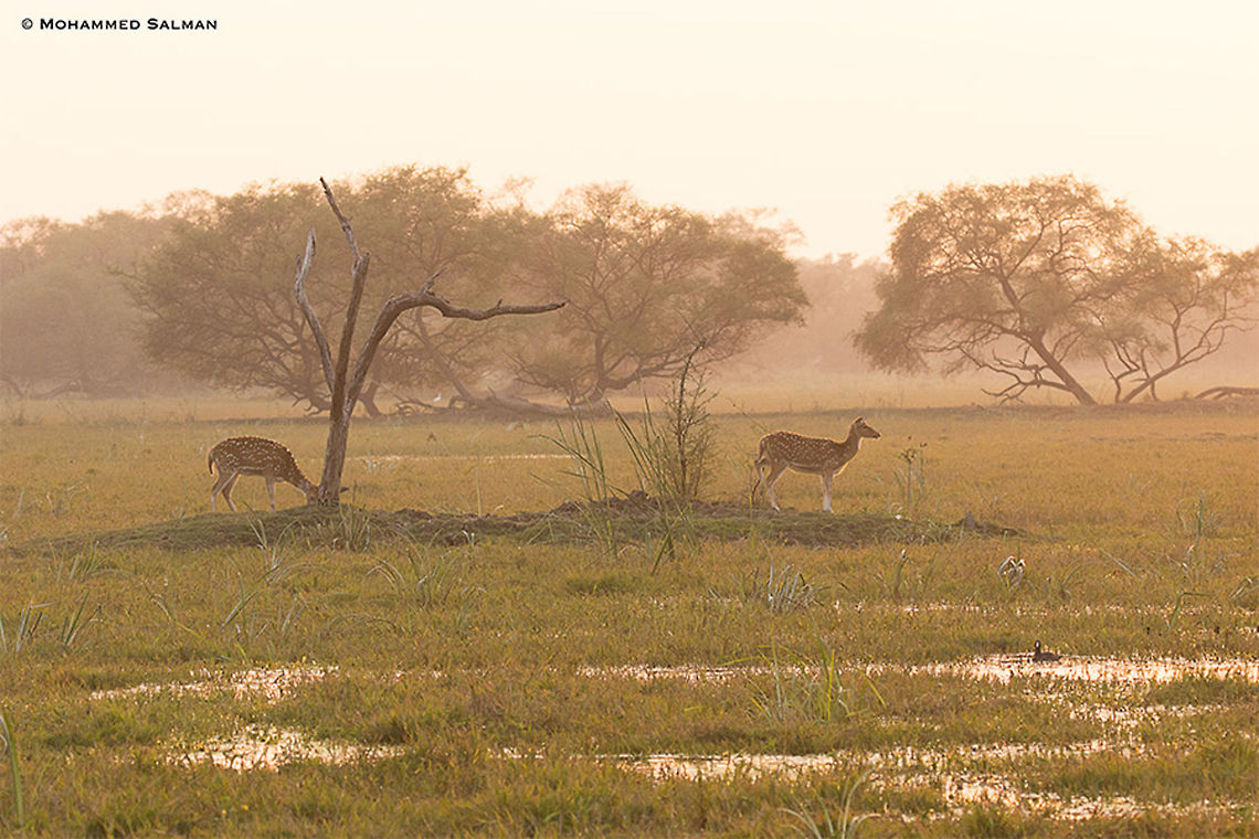 Spotted Deers at dawn || Bharatpur || Dec 2016.<br />
<a href="https://www.facebook.com/MohammedSalmanPics/" rel="nofollow">https://www.facebook.com/MohammedSalmanPics/</a> Axis axis,Axis deer