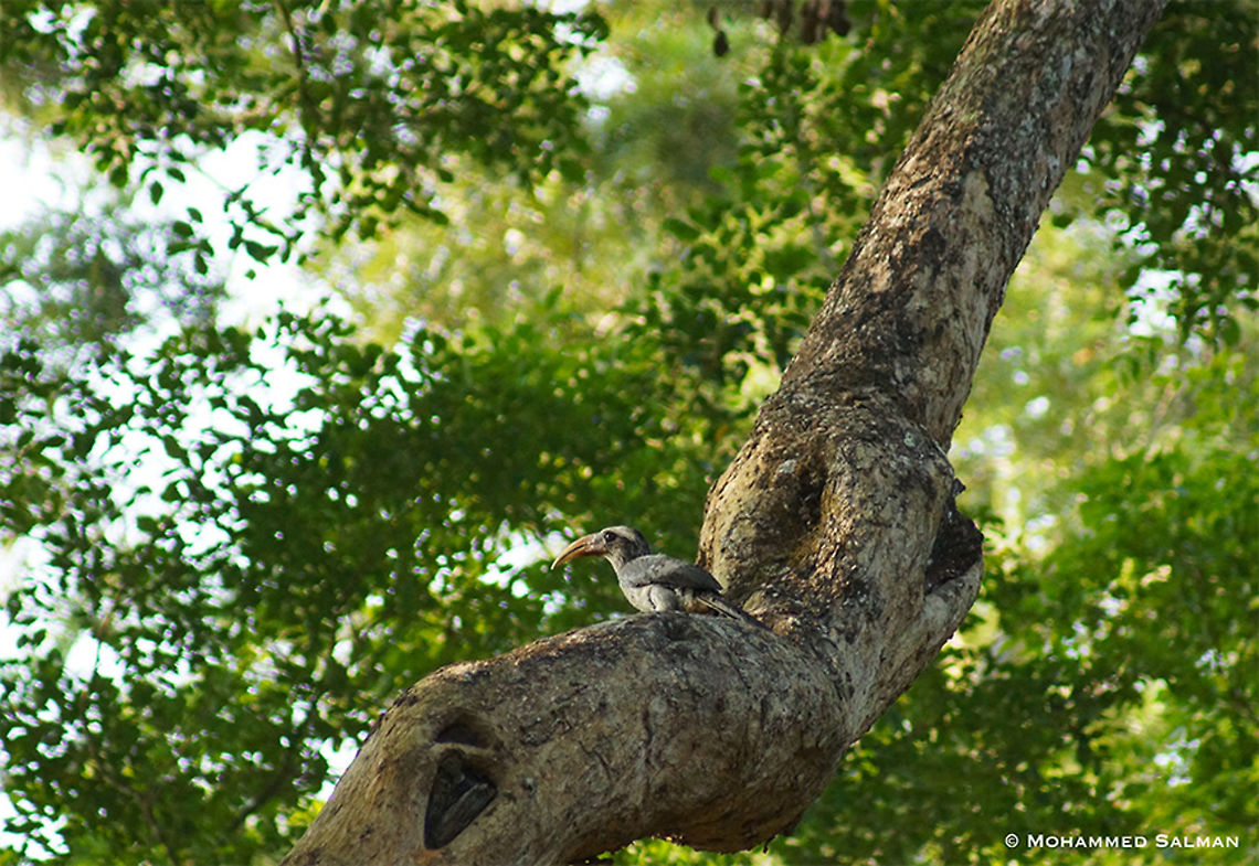 Malabar grey hornbill's habitat || Coorg || June 2016<br />
<a href="https://www.facebook.com/MohammedSalmanPics/" rel="nofollow">https://www.facebook.com/MohammedSalmanPics/</a> Geotagged,India,Malabar Grey Hornbill,Ocyceros griseus,Spring