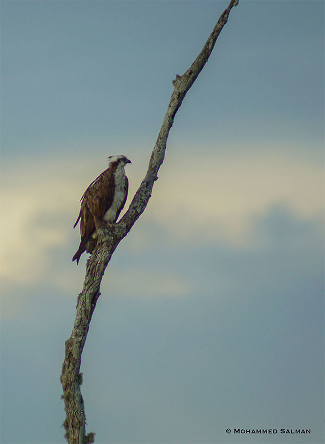 Osprey || Kabini || Aug 2015<br />
<a href="https://www.facebook.com/MohammedSalmanPics/" rel="nofollow">https://www.facebook.com/MohammedSalmanPics/</a> Fall,Geotagged,India,Osprey,Pandion haliaetus