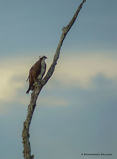 Osprey || Kabini || Aug 2015
https://www.facebook.com/MohammedSalmanPics/ Fall,Geotagged,India,Osprey,Pandion haliaetus