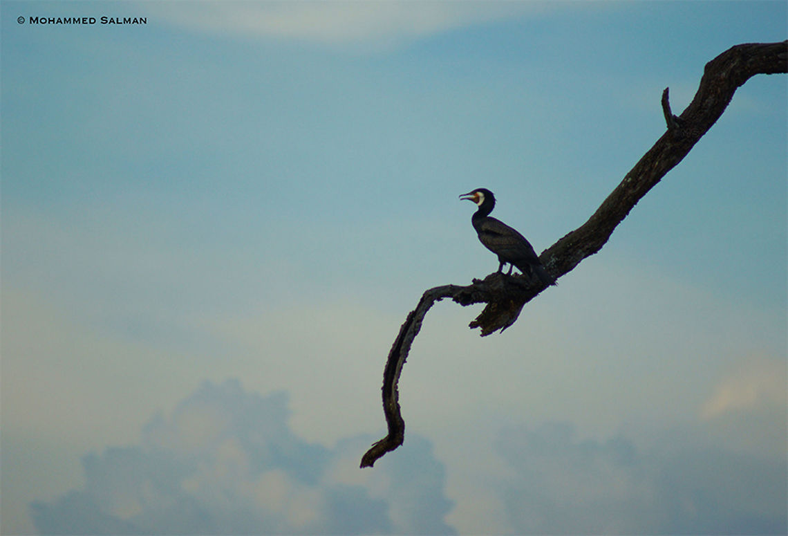 Great cormorant || Kabini || Aug 2015<br />
<a href="https://www.facebook.com/MohammedSalmanPics/" rel="nofollow">https://www.facebook.com/MohammedSalmanPics/</a> Fall,Geotagged,Great Cormorant,India,Phalacrocorax carbo