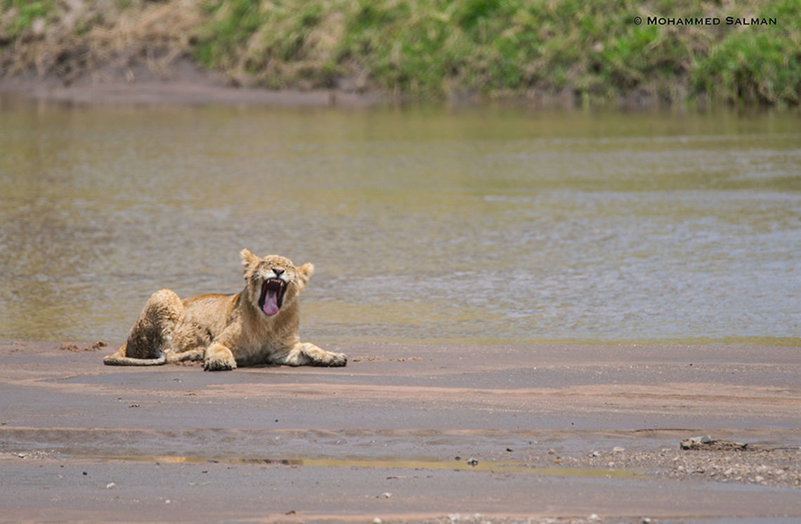 Yawning cub || Maasai Mara || Aug 2017<br />
<a href="https://www.facebook.com/MohammedSalmanPics/" rel="nofollow">https://www.facebook.com/MohammedSalmanPics/</a> Lion,Panthera leo