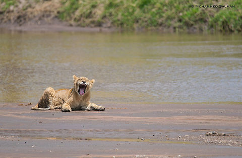 Yawning cub || Maasai Mara || Aug 2017
https://www.facebook.com/MohammedSalmanPics/ Lion,Panthera leo