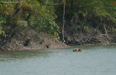 The swamp tiger || Sundarbans || Oct 2017
https://www.facebook.com/MohammedSalmanPics/ Bengal tiger,Panthera tigris tigris