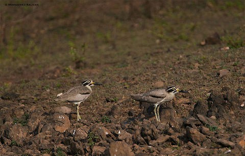 Indian stone-curlew || Bhadra || Dec 2017
https://www.facebook.com/MohammedSalmanPics/
 Burhinus indicus,Indian stone-curlew