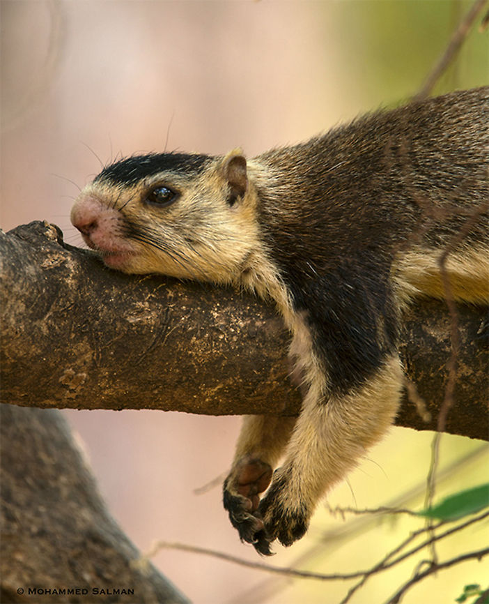 Grizzled giant squirrel || Cauvery WLS|| March 2018<br />
 Grizzled giant squirrel,Ratufa macroura