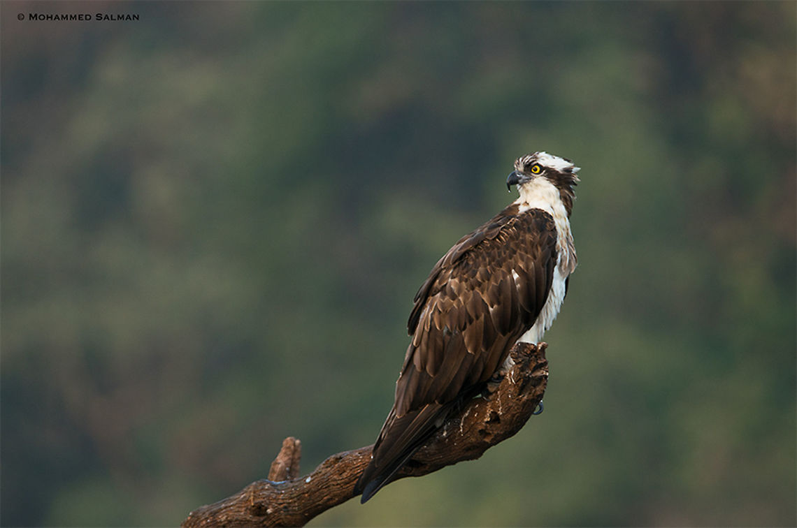 Osprey || Bhadra || Jan 2018<br />
<a href="https://www.facebook.com/MohammedSalmanPics/" rel="nofollow">https://www.facebook.com/MohammedSalmanPics/</a> Osprey,Pandion haliaetus