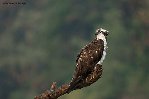 Osprey || Bhadra || Jan 2018
https://www.facebook.com/MohammedSalmanPics/ Osprey,Pandion haliaetus