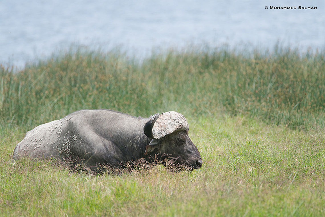 A sleepy cape buffalo || Lake Nakuru || Aug 2017<br />
<a href="https://www.facebook.com/MohammedSalmanPics/" rel="nofollow">https://www.facebook.com/MohammedSalmanPics/</a> African buffalo,Syncerus caffer