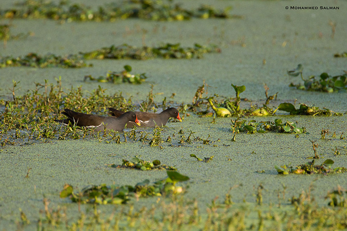 Common moorhen || Bharatpur || Dec 2016<br />
<a href="https://www.facebook.com/MohammedSalmanPics/" rel="nofollow">https://www.facebook.com/MohammedSalmanPics/</a> Common Moorhen,Gallinula chloropus