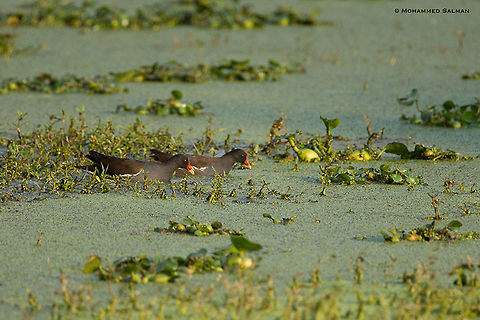 Common moorhen || Bharatpur || Dec 2016
https://www.facebook.com/MohammedSalmanPics/ Common Moorhen,Gallinula chloropus