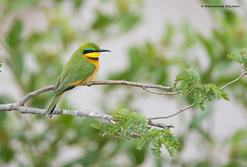 Little bee-eater || Maasai Mara || Aug 2017
https://www.facebook.com/MohammedSalmanPics/
 Little Bee-eater,Merops pusillus