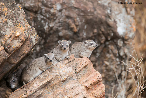 A rock hyrax family || Tsavo West || Aug 2017
https://www.facebook.com/MohammedSalmanPics/
 Procavia capensis,Rock hyrax