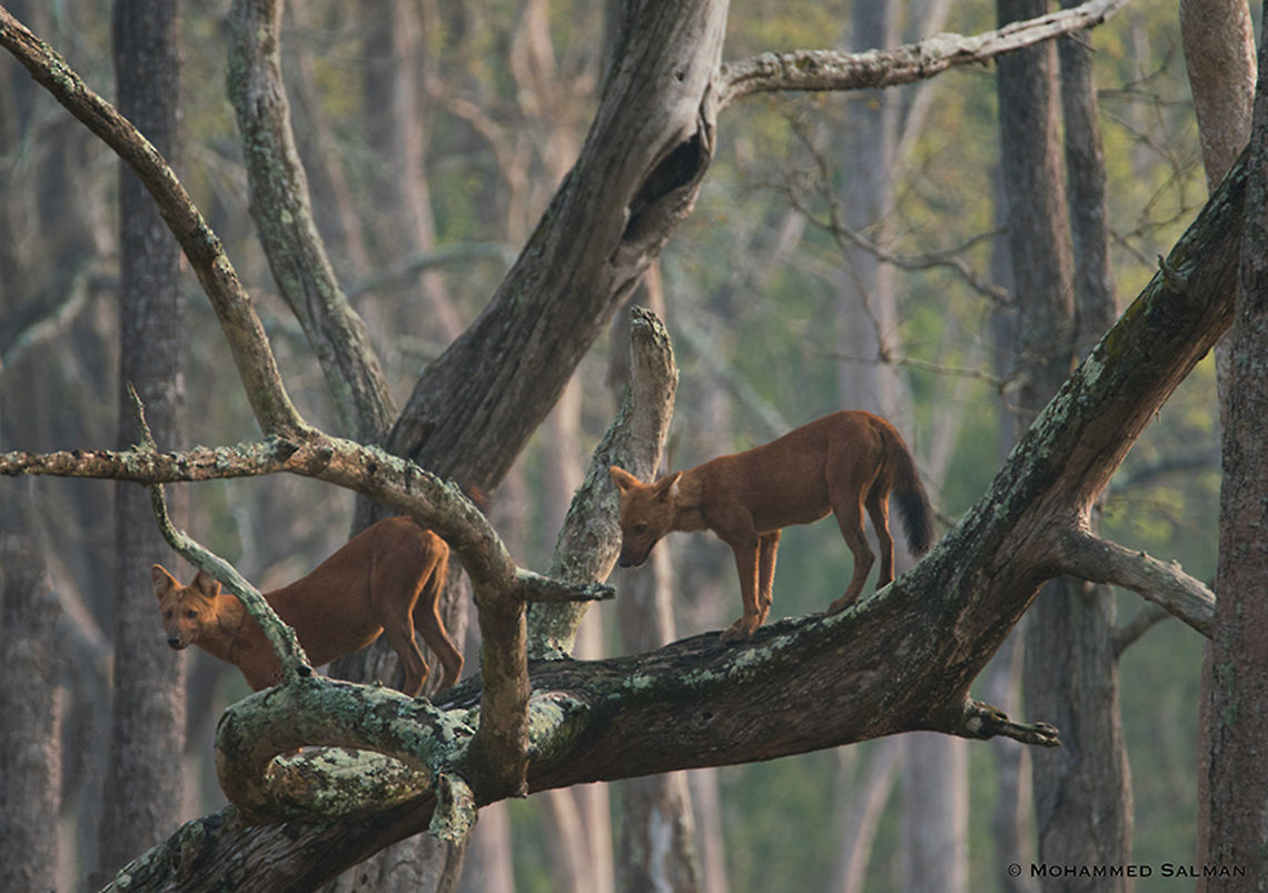Tree climbing wild dogs of Kabini March 2018<br />
<a href="https://www.facebook.com/MohammedSalmanPics/" rel="nofollow">https://www.facebook.com/MohammedSalmanPics/</a> Cuon alpinus,Dhole