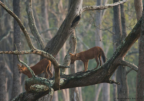 Tree climbing wild dogs of Kabini March 2018
https://www.facebook.com/MohammedSalmanPics/ Cuon alpinus,Dhole