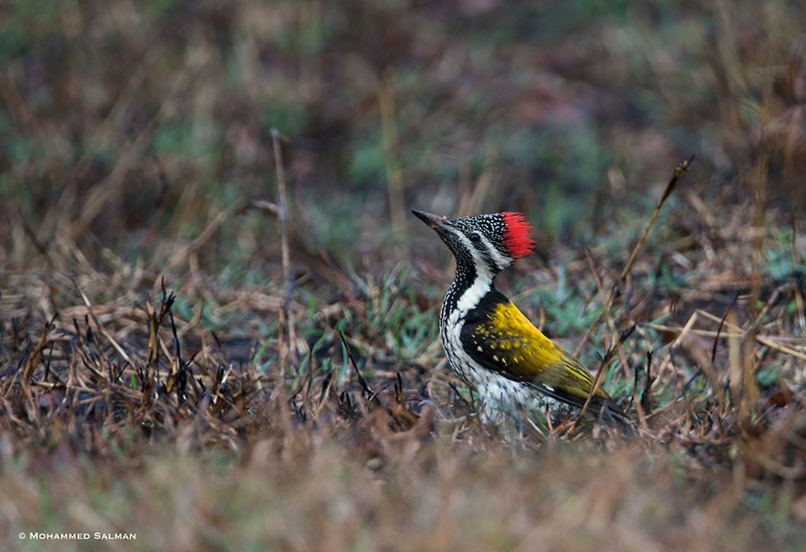 lesser golden-backed woodpecker || Bandipur || Feb 2018<br />
<a href="https://www.facebook.com/MohammedSalmanPics/" rel="nofollow">https://www.facebook.com/MohammedSalmanPics/</a> Black-rumped flameback,Dinopium benghalense