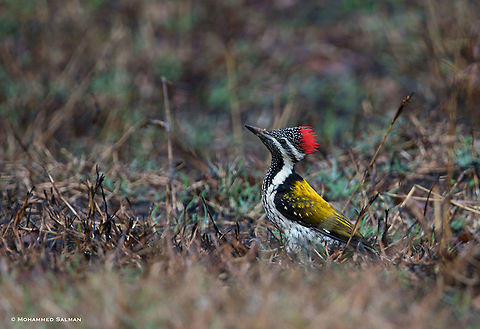 lesser golden-backed woodpecker || Bandipur || Feb 2018
https://www.facebook.com/MohammedSalmanPics/ Black-rumped flameback,Dinopium benghalense