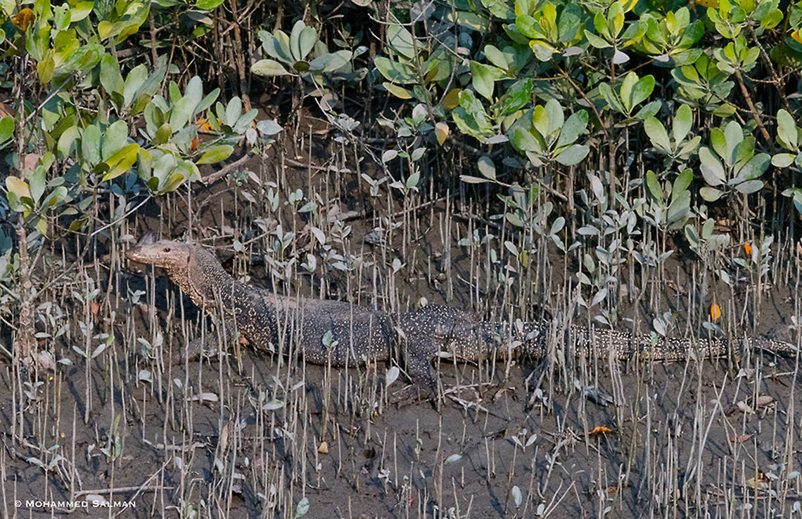 Water monitor lizard || Sundarbans || Oct 2017<br />
<a href="https://www.facebook.com/MohammedSalmanPics/" rel="nofollow">https://www.facebook.com/MohammedSalmanPics/</a> Varanus salvator,Water Monitor